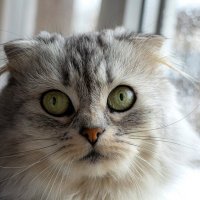 Портрет Даши :: Анастасия Белякова