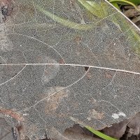 Интересная находка! :: Валентина Нефёдова