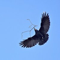 Пора строить гнездо! :: Валентина  Нефёдова 