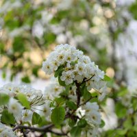 Весенние цветы. :: Оля Богданович