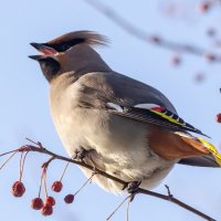 Свиристель :: Виктор Иванович Чернюк