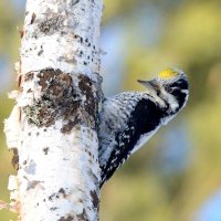 Трёхпалый дятел :: Михаил Белоусов