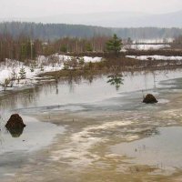 Апрель...Ондатровые домики на Вогульском пруду! :: Владимир 