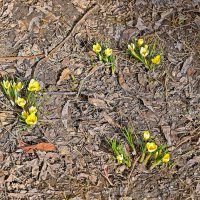 Всё больше первоцветов :: Валерий Иванович