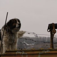 граф :: Наталья Штанулина