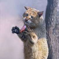 Камышовый :: Михаил Бибичков