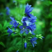 Вдохновение. :: Марина Леонидовна