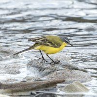 желтая трясогузка :: юрий макаров