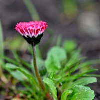 Пришла Весна... :: Николай Саржанов