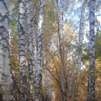 октябрь в берёзовой аллее :: Елена Шаламова октябрь в берёзовой аллее :: Елена Шаламова