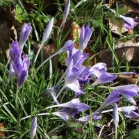 Крокусы :: Рита Симонова Крокусы :: Рита Симонова