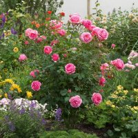 Штамбовые розы :: МАРИЯ ПОПОВА