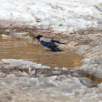 Ворона купается в луже :: Александр Синдерёв