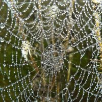 ...утренний жемчуг... :: Александр Герасенков