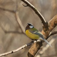 Весенняя трель. :: Евгений Голубев