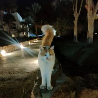 Ночной дозор :: Ирэн 