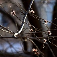 Вяз цветет 2 :: Павленко Михаил 