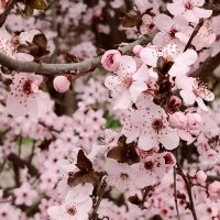 Аромат цветков этого дерева просто волшебный...Весна! :: tatyana Аромат цветков этого дерева просто волшебный...Весна! :: tatyana