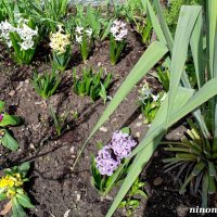 Ростовская весна :: Нина Бутко