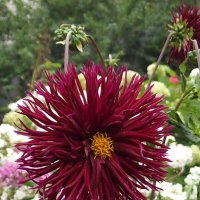 Георгин :: Freddy 97