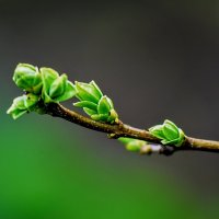 Весна. :: Владимир 