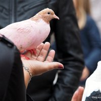 голубка :: Олег Лукьянов голубка :: Олег Лукьянов