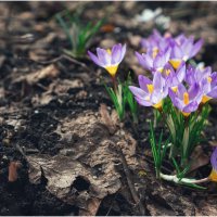 Цвет марта :: Сергей В Цвет марта :: Сергей В