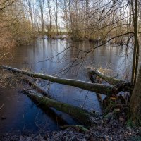 У упавших деревьев... :: Николай Гирш