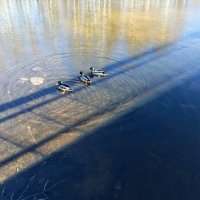 На старт! ) :: Veera V На старт! ) :: Veera V