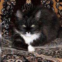 кеша :: Наталья Штанулина