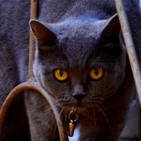 Насторожен :: Savayr 