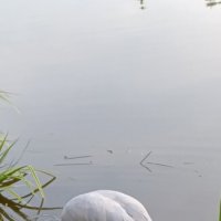 журавлик :: Галина R...