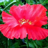 Маков цвет. :: nadyasilyuk Вознюк Маков цвет. :: nadyasilyuk Вознюк