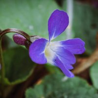 Уже расцвели фиалки :: Мариша Тим