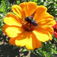 Циннии-красавицы :: Galaelina ***