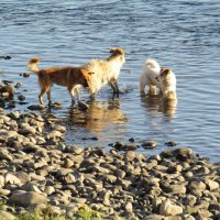 Тройка смелых :: Galaelina ***