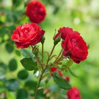 цветы :: МАРИЯ ПОПОВА