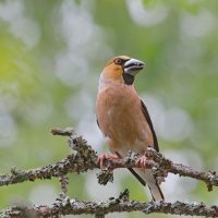 в лесу :: Andrey Bragin 