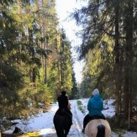 Март в лесу. :: Ольга Март в лесу. :: Ольга