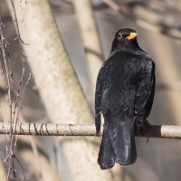 Черный дрозд. :: Владимир Безбородов