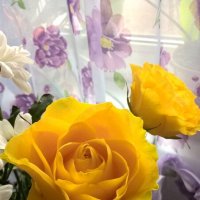 Розы :: Елена Семигина