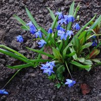 Пролеска :: Рита Симонова Пролеска :: Рита Симонова