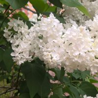 Белая сирень :: Елена Семигина Белая сирень :: Елена Семигина