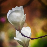 Бокалы магнолии :: Андроник Александр 