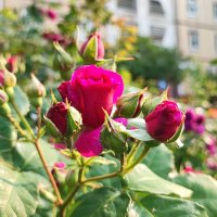 ,,, :: Сергей Тимоновский