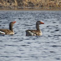 весна.гуси :: ИННА ПОРОХОВА весна.гуси :: ИННА ПОРОХОВА