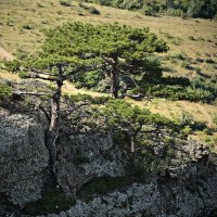 ..и на камнях растут деревья... :: Александр Герасенков