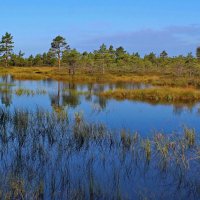 Фрагменты в любимом лесу .. :: Татьян@ Ивановна