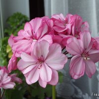 Герань :: Freddy 97