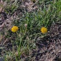 Одуванчики :: Анатолий Чикчирный